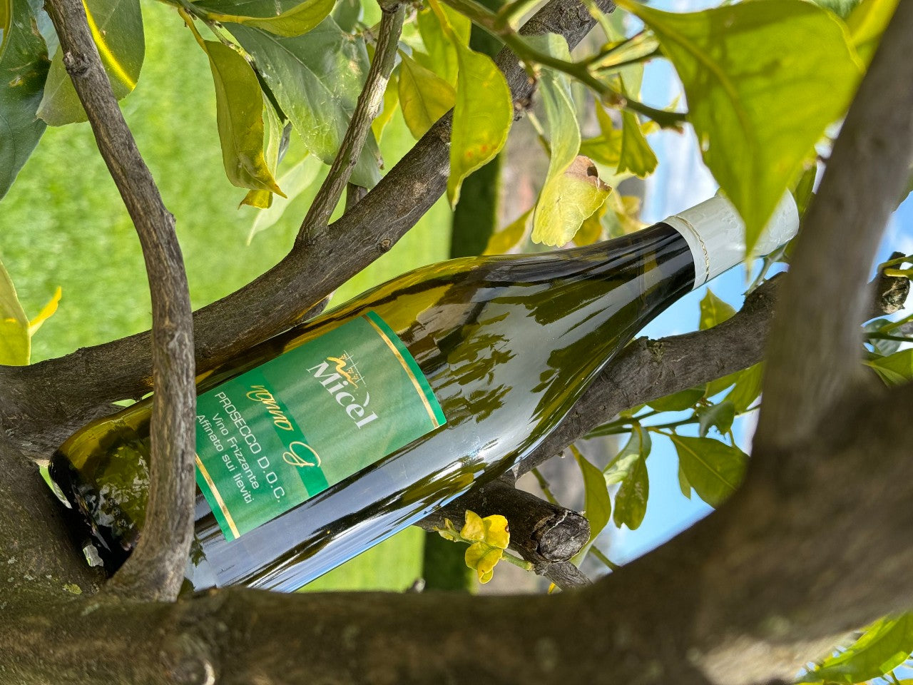 Nonno G. Prosecco DOC  affinato sui lieviti  -  Vini Micel - vaigustando