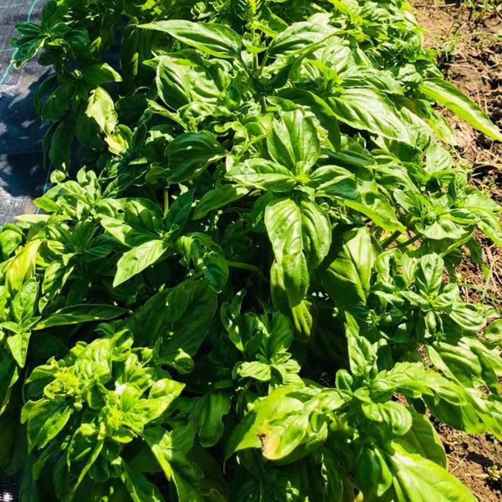 Basilico Essicato e Sminuzzato - Fattoria Irma - vaigustando