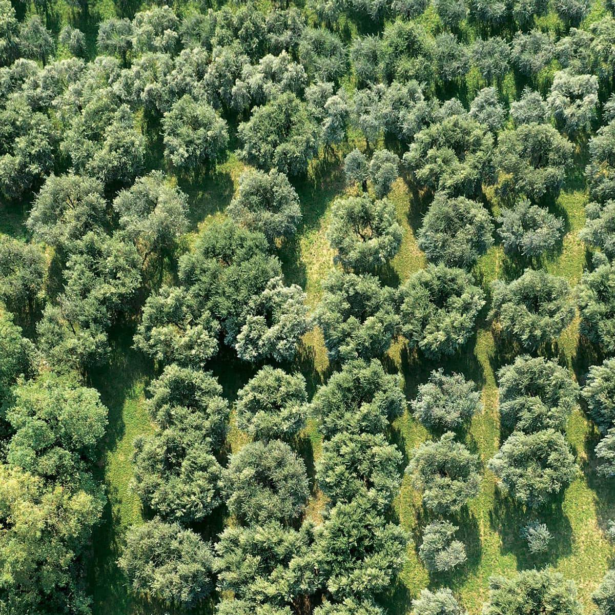 Olio Extravergine  Veneto del Grappa DOP 500ml  -  Oro de Pòe - vaigustando