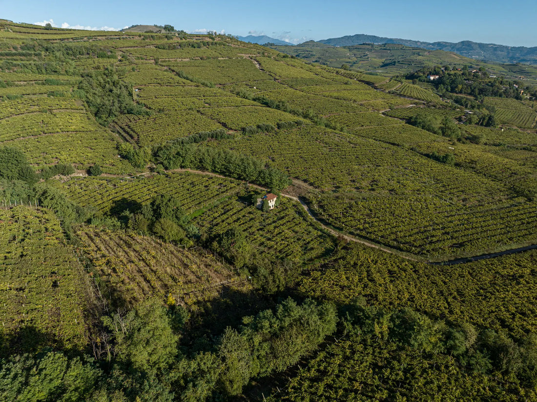 Soave e Colli Berici: terre di vino tra Verona e Vicenza