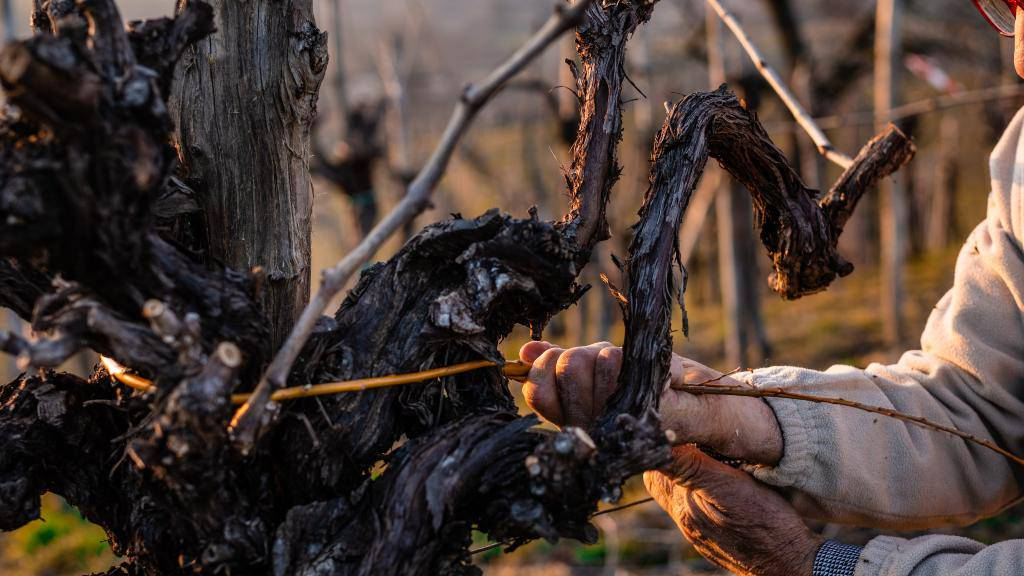 Pat del Colmel, il frutto della passione di una famiglia che vinifica grandi uve.