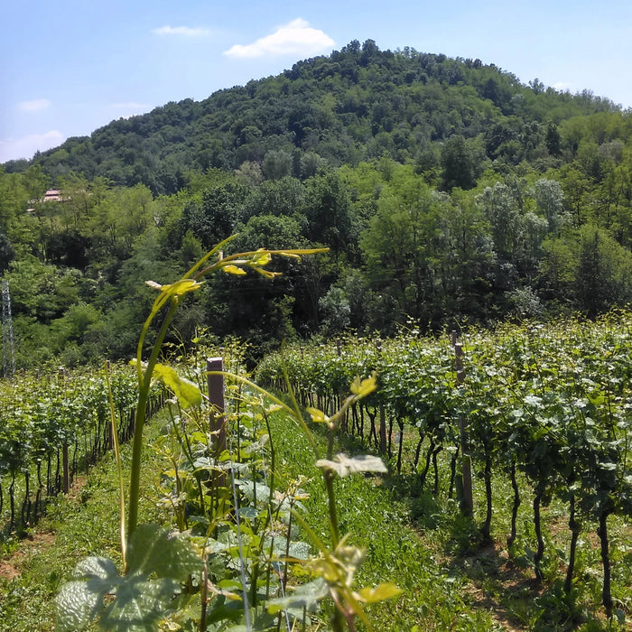 Asolo Prosecco Superiore DOCG Millesimato extra Dry  -  Cirotto - vaigustando