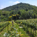 Asolo Prosecco Superiore DOCG Millesimato extra Dry  -  Cirotto - vaigustando