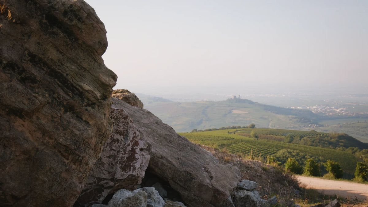 Gini Tenuta Scajari particolare terroir calcareo vulcanico