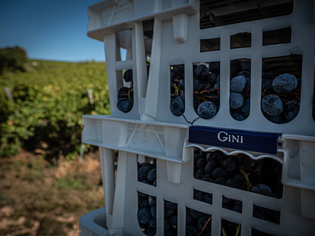 Gini Tenuta Scajari vendemmia acini in cassetta