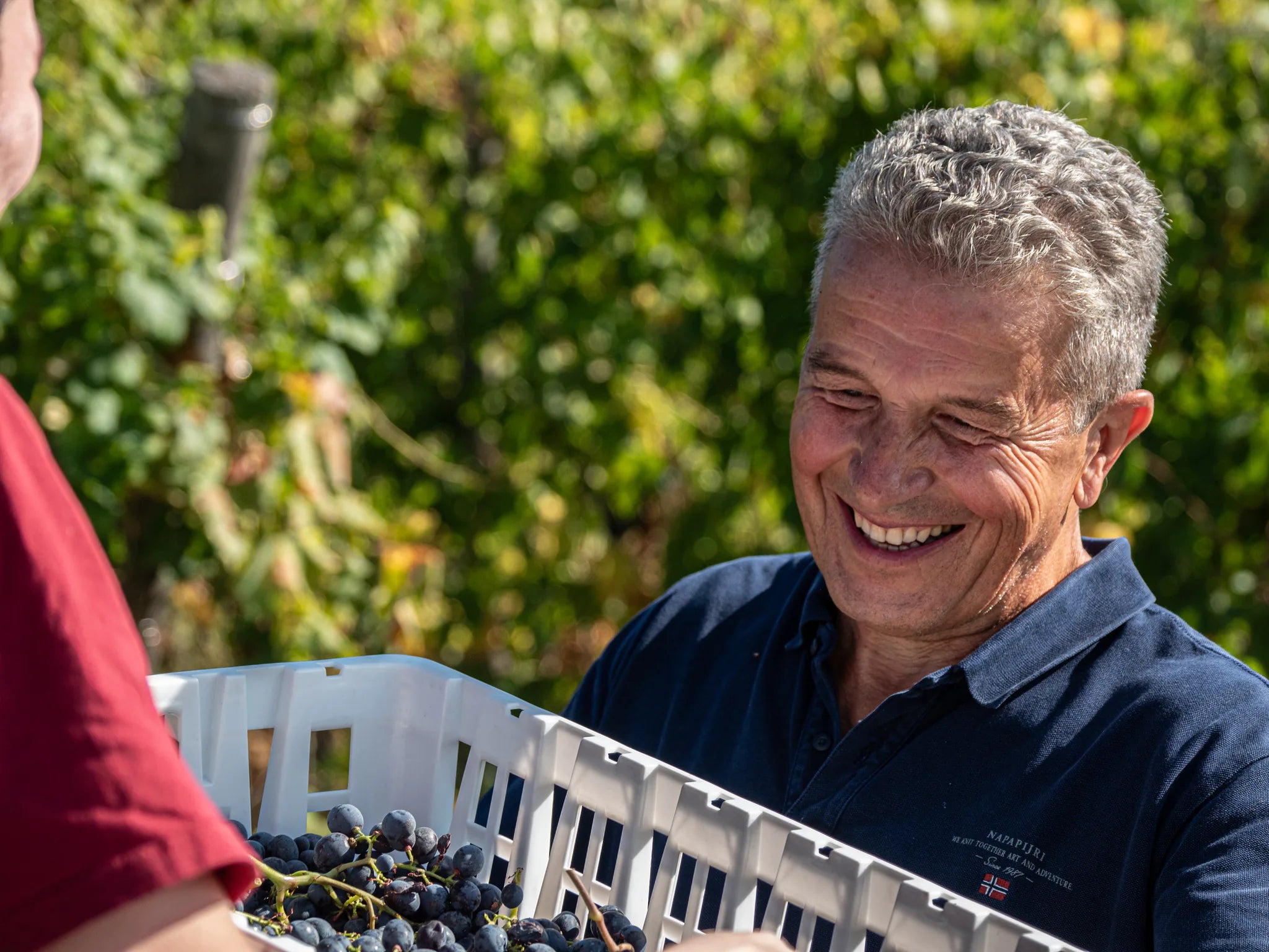 Gini Tenuta Scajari vendemmia valpolicella e amarone momento di soddisfazione
