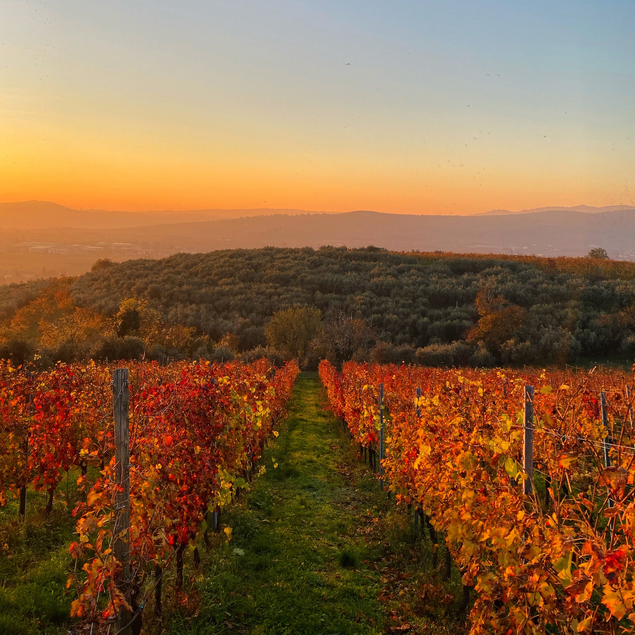 Valpolicella superiore Doc-Terra del Cereolo  -  Tenuta Trabucchi - vaigustando