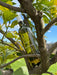 Pacifico vino bianco tranquillo da uve glera  -  Vini Micel - vaigustando