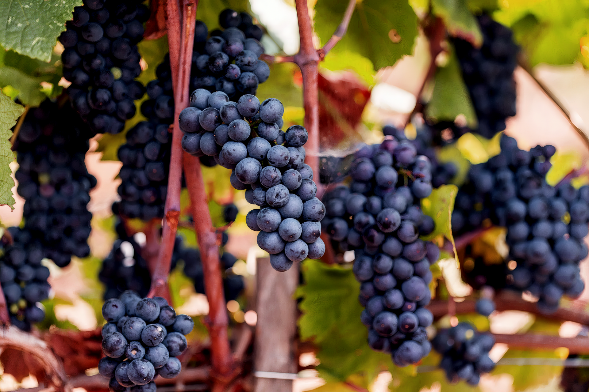 Pinot Nero 2019 Magnum  -  Buvoli - vaigustando