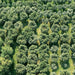 Olio Extravergine  Veneto del Grappa DOP 500ml  -  Oro de Pòe - vaigustando