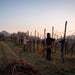 Rosso Pat vino rosso assemblato  -  Pat del Colmel - vaigustando