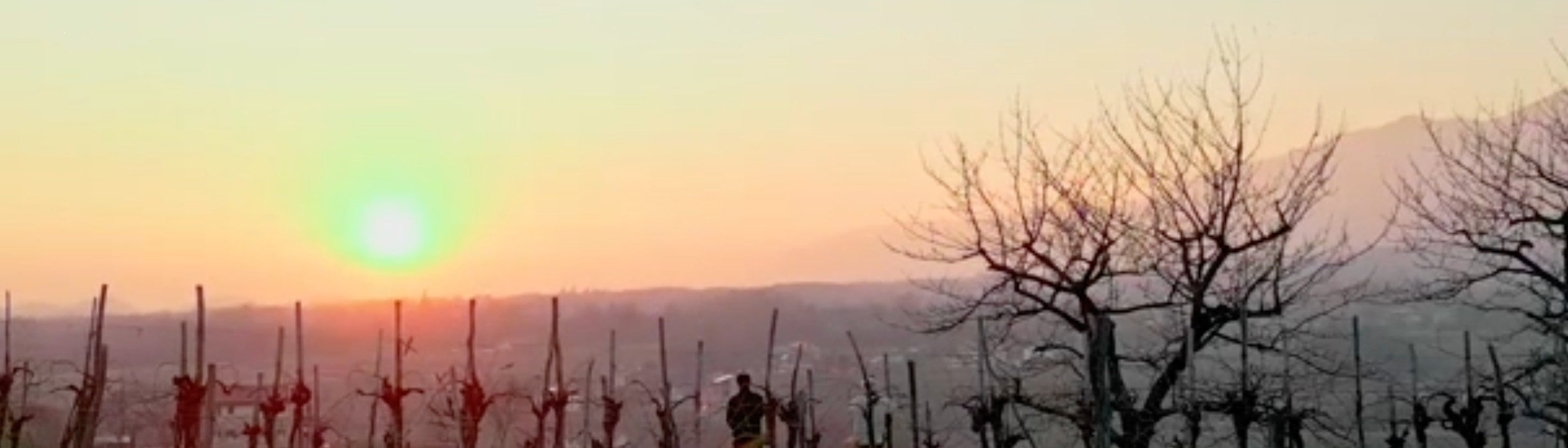 Video - Potatura Vigne Pat del Colmel 