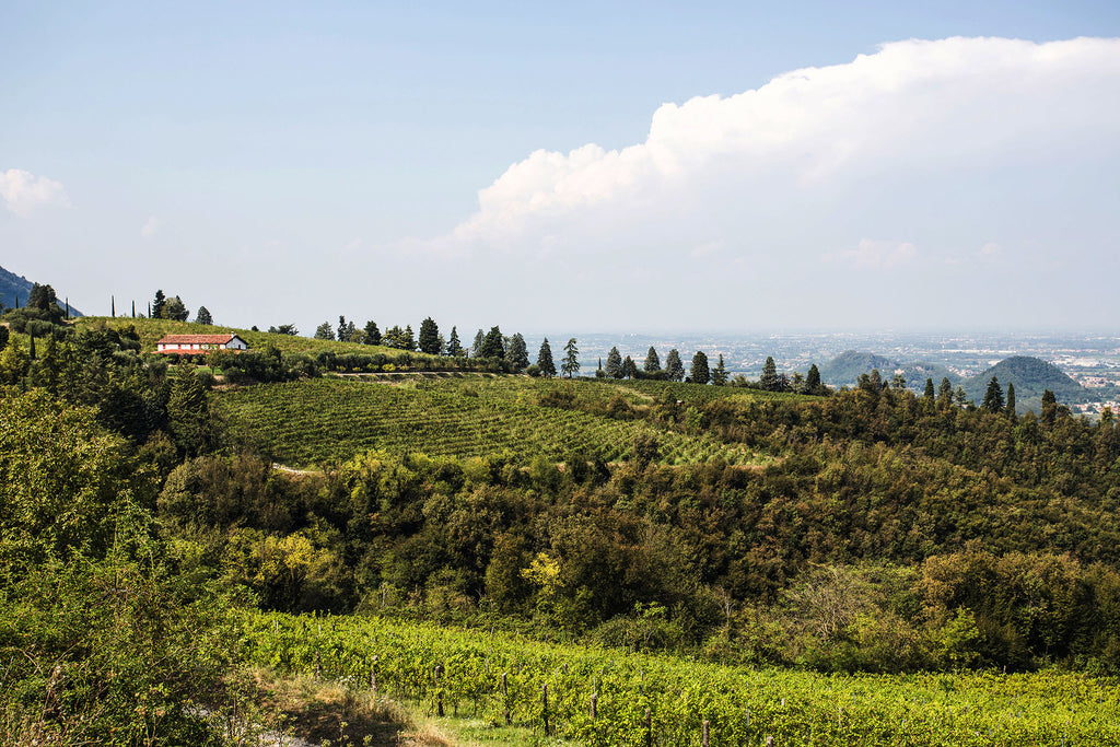 Pinot Nero - S  -  Buvoli - vaigustando